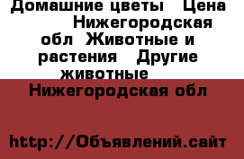 Домашние цветы › Цена ­ 150 - Нижегородская обл. Животные и растения » Другие животные   . Нижегородская обл.